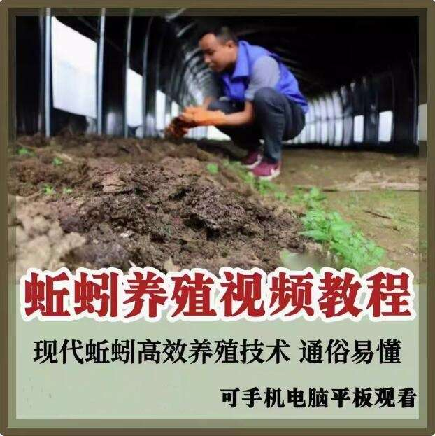 图片[1]-蚯蚓养殖技术视频资料合集 大棚与牛粪养殖实操教程-数品库